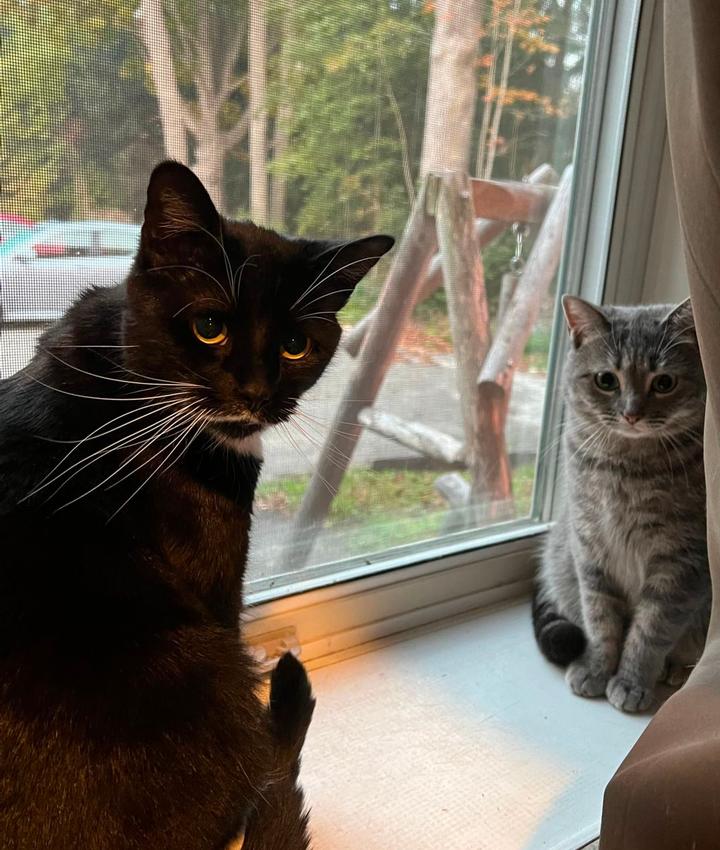 Veterinarians in Rockport Rockport ME Veterinarians